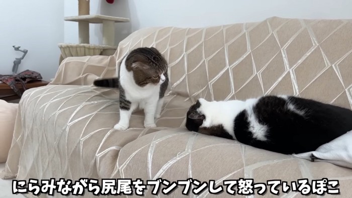 寝そべる猫と立っている猫