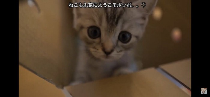 新しい猫ちゃん