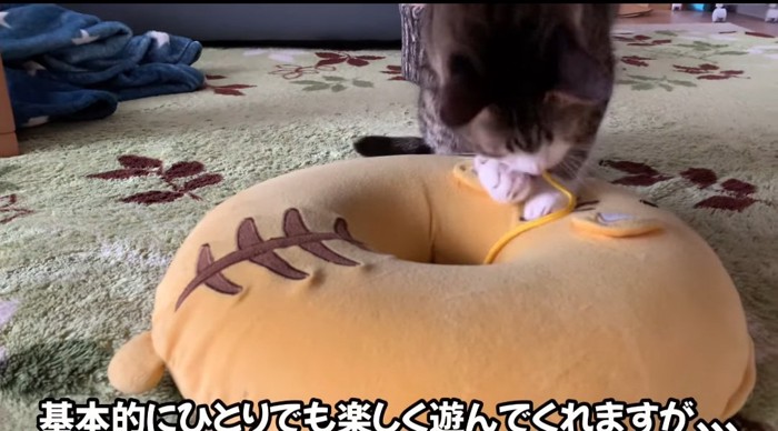 紐を引っ張る猫