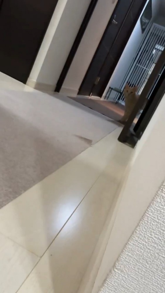 近づく猫