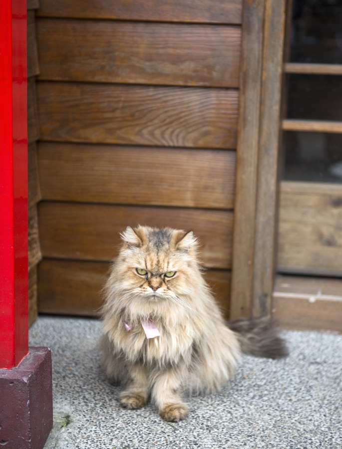 家の前でお座りする猫