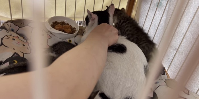食事の皿の隣にいる猫