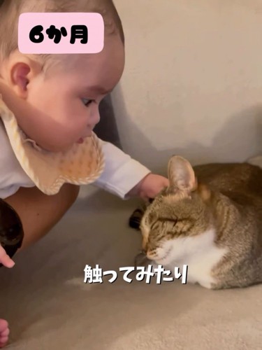 撫でられる猫