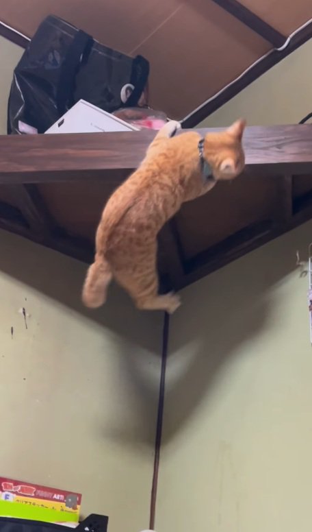 落ちそうになる猫