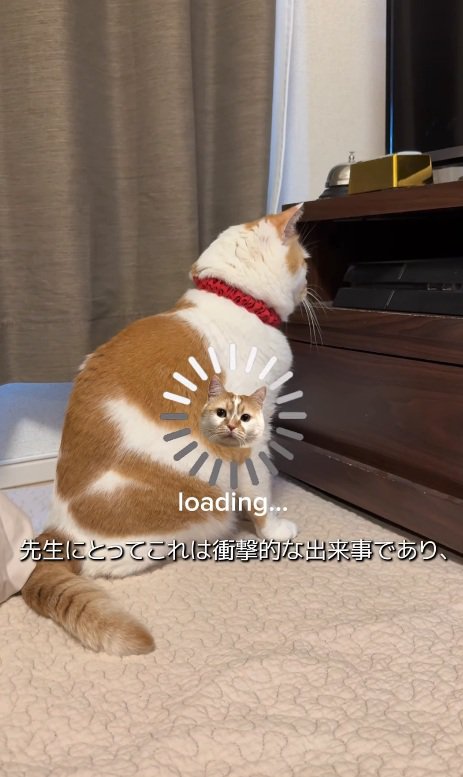 見つめる猫