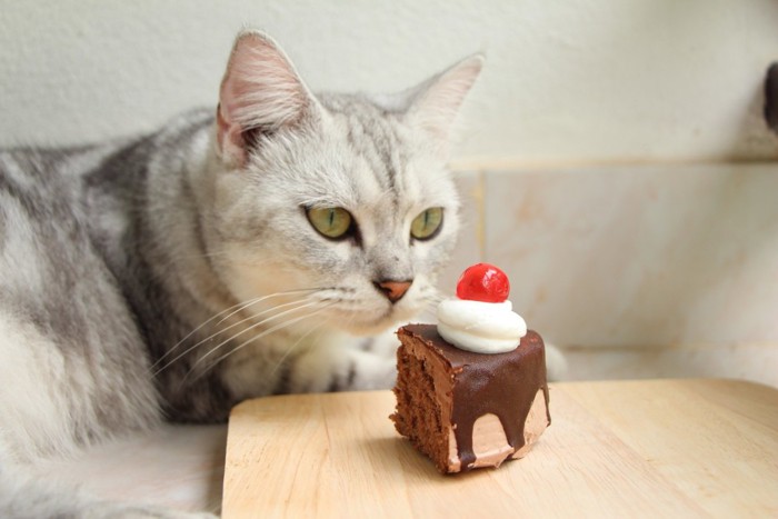 猫とケーキ