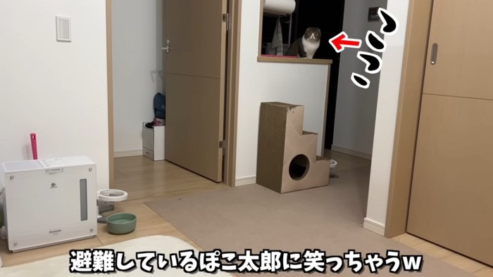 奥で座る猫