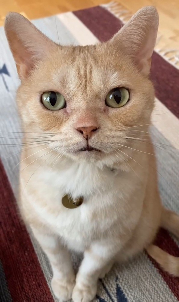 座ってカメラ目線の猫