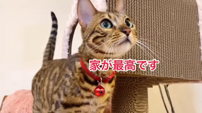 見上げる猫