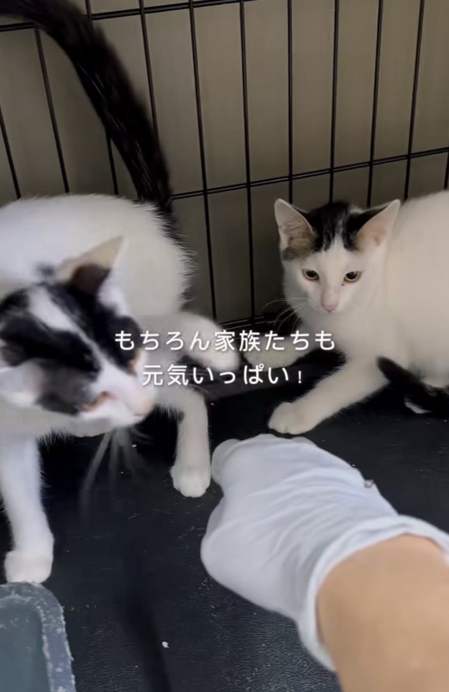 手に驚く2匹の子猫