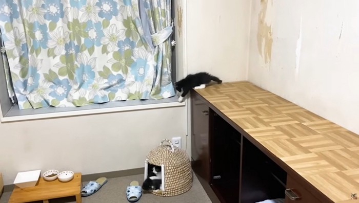 仲良く遊ぶ3匹の子猫