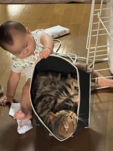 猫が入った箱を持ち上げる赤ちゃん