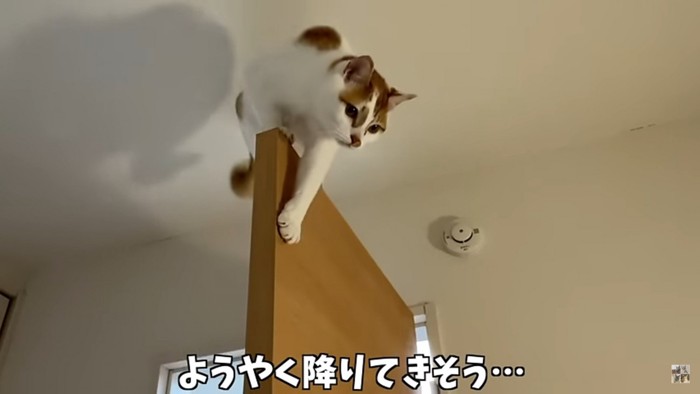 扉の上に立つ猫