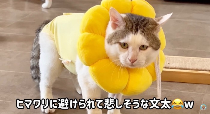 悲しそうな表情の猫