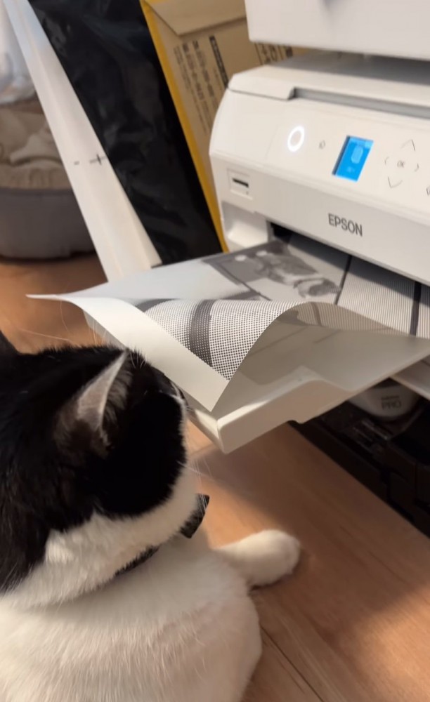 プリンター前に座る猫7