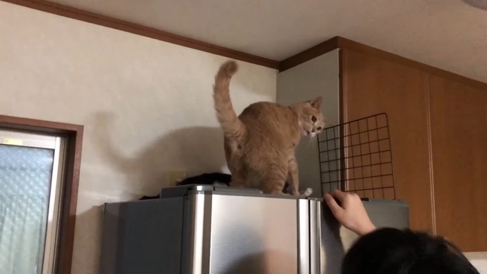 尻尾を立てて