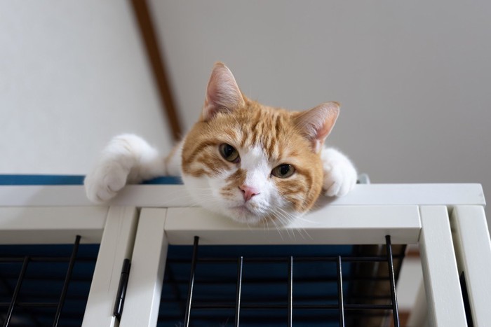 ケージの上で遊ぶ猫