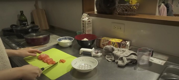 サーモンを見ている猫%%あれは僕のご飯かニャ?