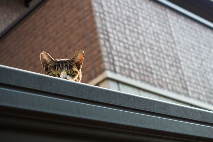 屋根の上の猫