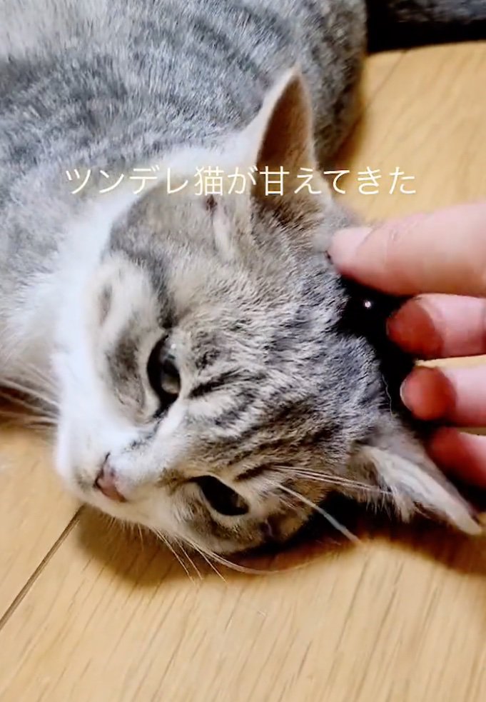 甘える猫