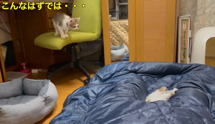 寝ている飼い主の足の間でじゃれる2匹の子猫と椅子の上からジャンプしそうな子猫