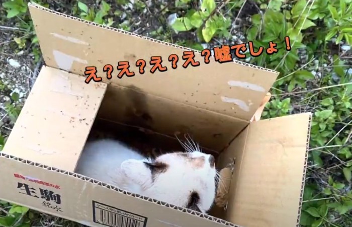 段ボールの中の猫