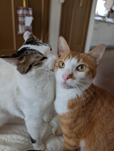 寄り添い合う2匹の猫