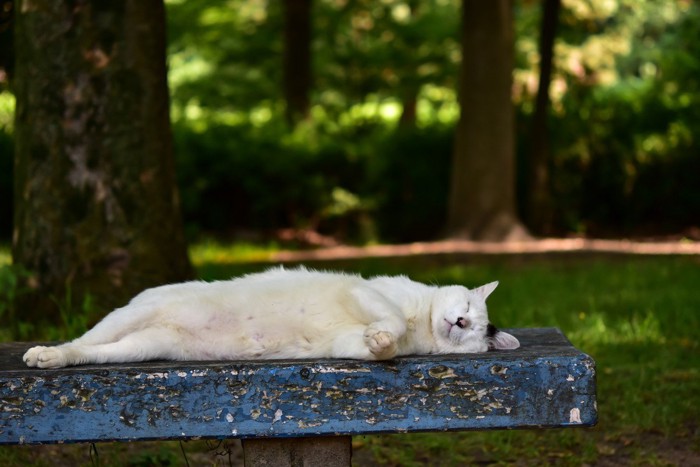 お腹を見せてお昼寝する猫