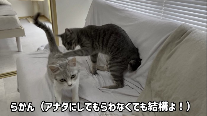 逃げ出す猫