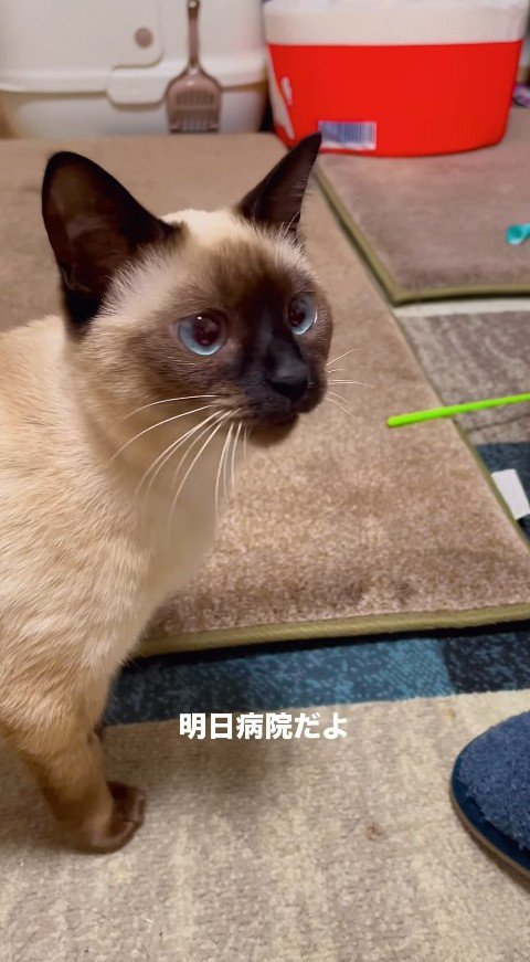 「明日病院だよ」と伝えられた猫