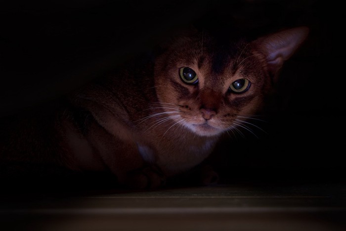 暗いところにいる猫