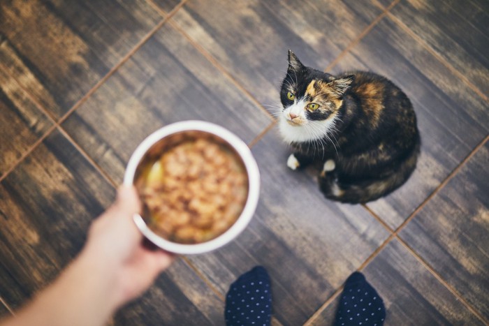 ごはんの食器を見上げる猫