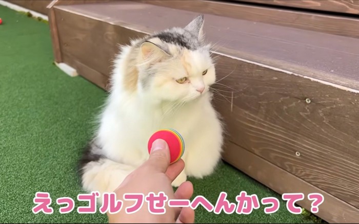 玉を見る猫