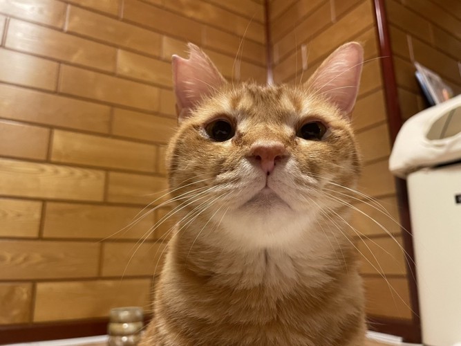 茶トラ猫のアップ