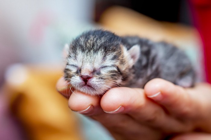 生まれたばかりの子猫