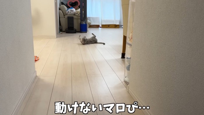 床でひっくり返るサバトラ猫