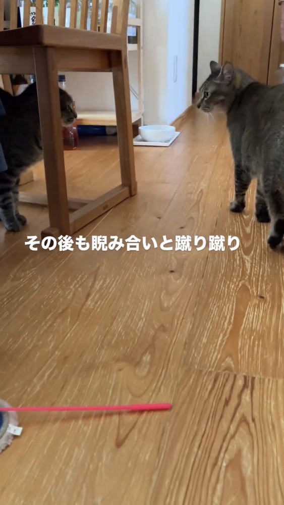 にらみ合う2匹の猫