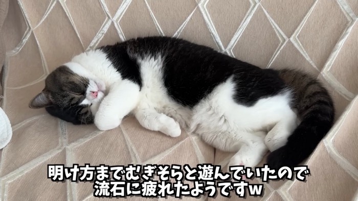 寝ている猫