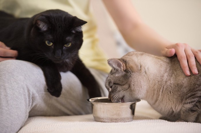 食べる猫と見ている猫