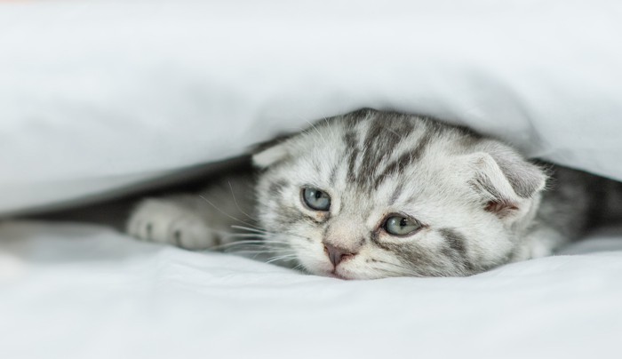 悲しげな表情で布団に潜り込んでいる猫