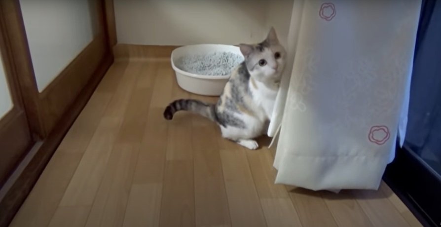 こちらを見る猫