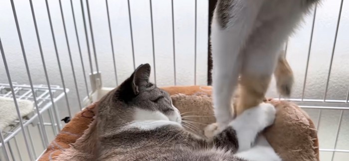 猫の足を触る猫