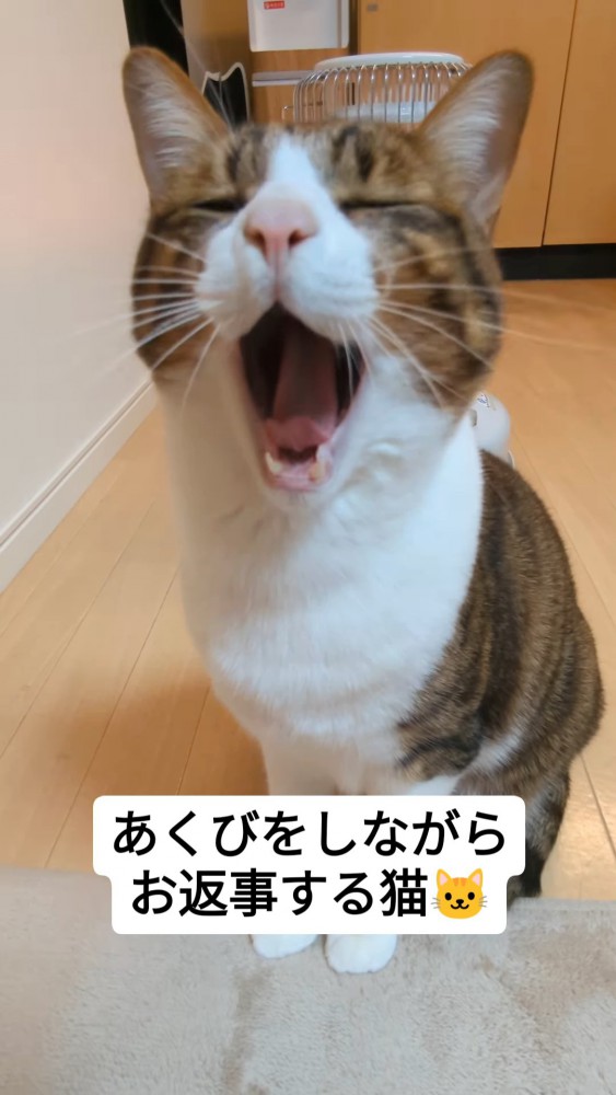 あくびをする猫