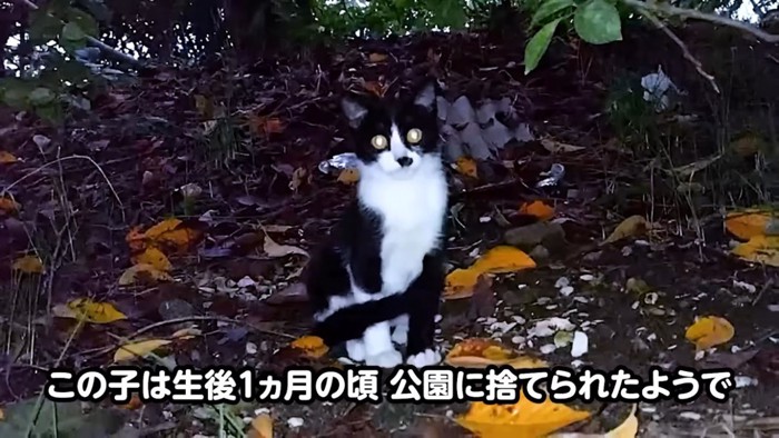 公園で暮らす子猫