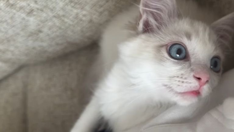 室内にいる猫