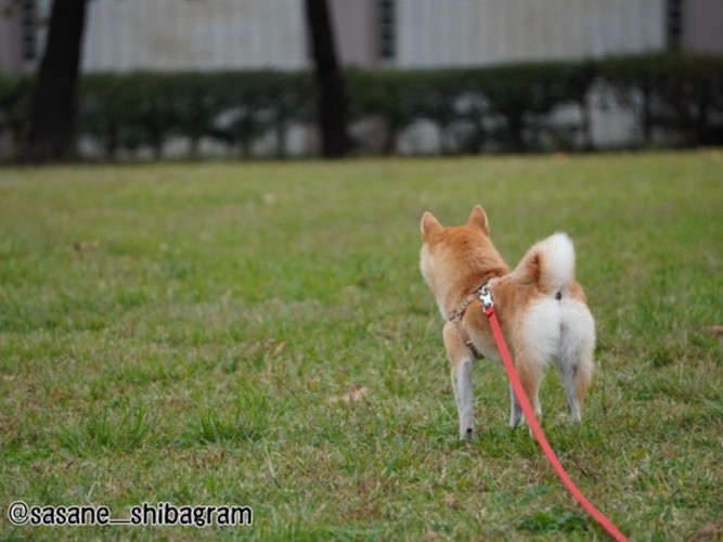 遠くを見つめる柴犬の後ろ姿