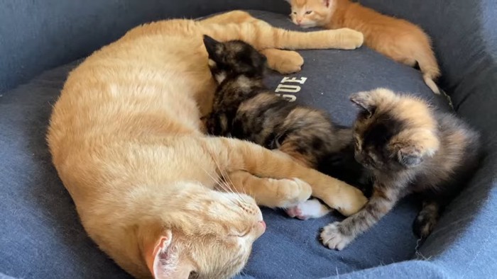 横になる母猫と3匹の子猫