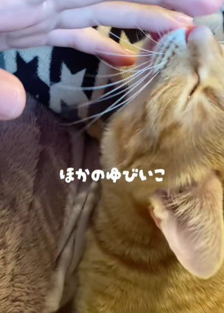 飼い主の指を吸う猫