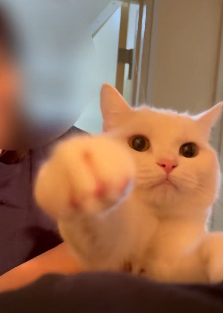 抱っこされている猫