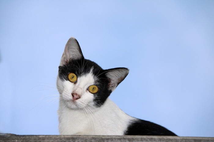 中毒かもしれない猫